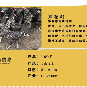 脱温芦花鸡苗价格下蛋芦花鸡养殖基地芦花鸡