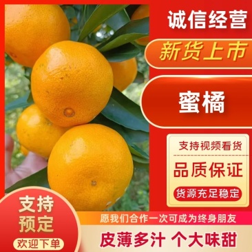 宜昌枝江蜜橘，丑橘，南丰，四季红，有出口资质