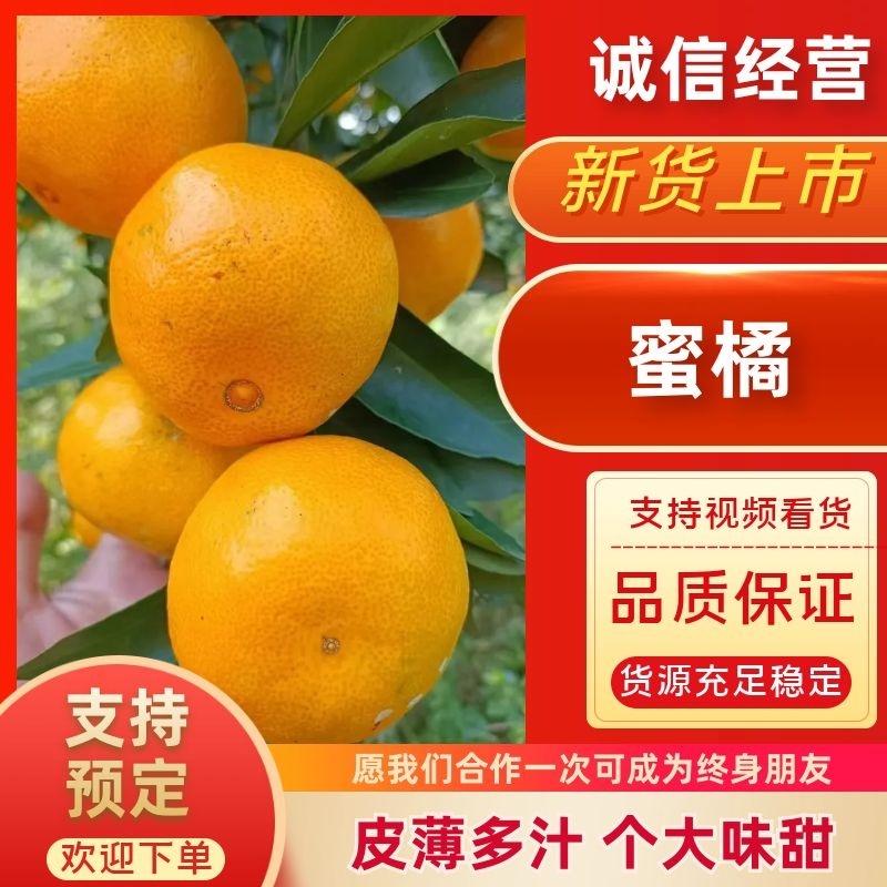 宜昌枝江蜜橘，丑橘，南丰，四季红，有出口资质