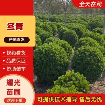 江苏冬青品质保证产地直发可视频看货欢迎咨询
