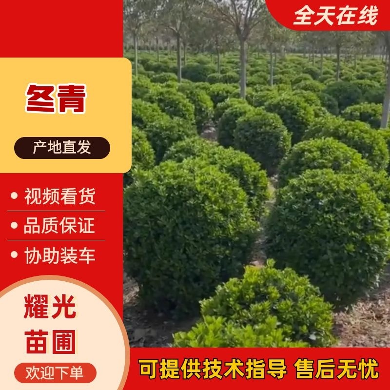 江苏冬青品质保证产地直发可视频看货欢迎咨询