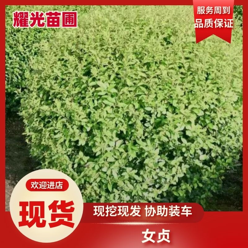 江苏小叶女贞品质保证产地直发可视频看货欢迎咨询