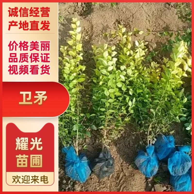 江苏卫矛品质保证产地直发可视频看货欢迎咨询