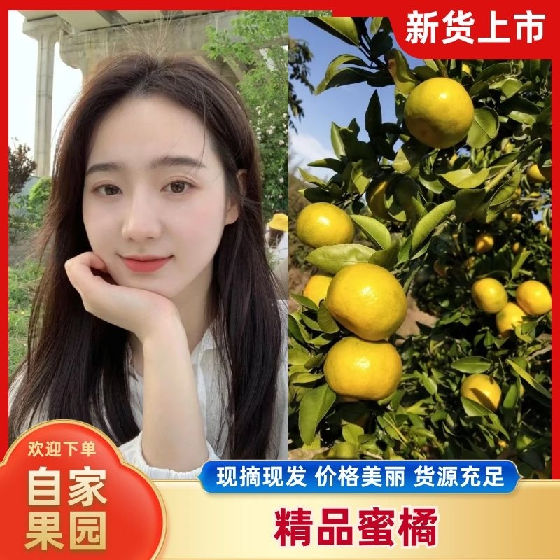 特早蜜橘宜昌早熟蜜橘产地直供现采现发坏果包赔