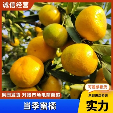 特早蜜橘宜昌早熟蜜橘产地直供纯甜无渣商超品质
