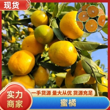 蜜橘湖北柑橘湖北宜昌蜜橘果肉细腻无渣看园订货