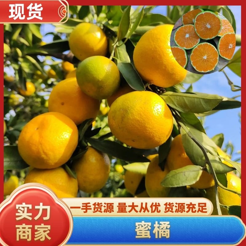 蜜橘湖北柑橘湖北宜昌蜜橘果肉细腻无渣看园订货