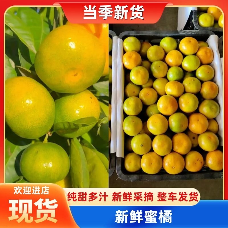 精品蜜橘柑桔产地直供果型好个头大皮薄汁水多