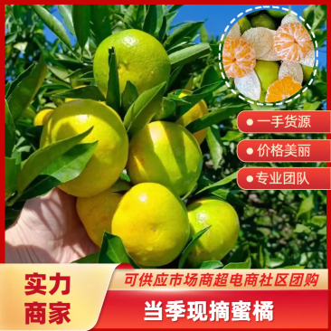 蜜橘柑桔湖北早熟蜜橘产地直发细腻无渣坏果包赔