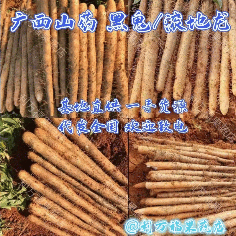 《滚地龙山药》广西山药白鬼淮山药/黑鬼淮山药/淮山药
