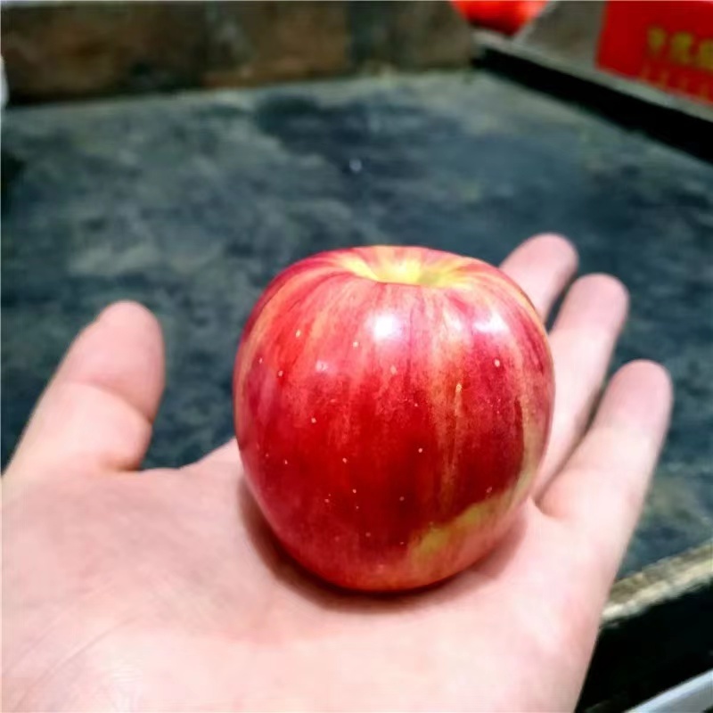 123苹果/东北小苹果/产地直发/量大价优/可视频看货