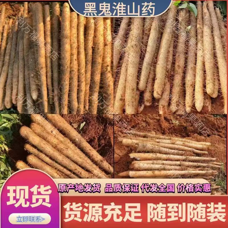 广西山药淮山药黑鬼大量上市种植户一手货源产地批发