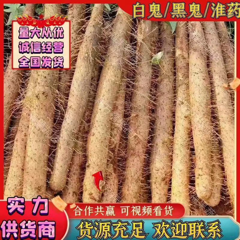 广西山药黑鬼白鬼淮山药现挖现发欢迎来电咨询预订选购