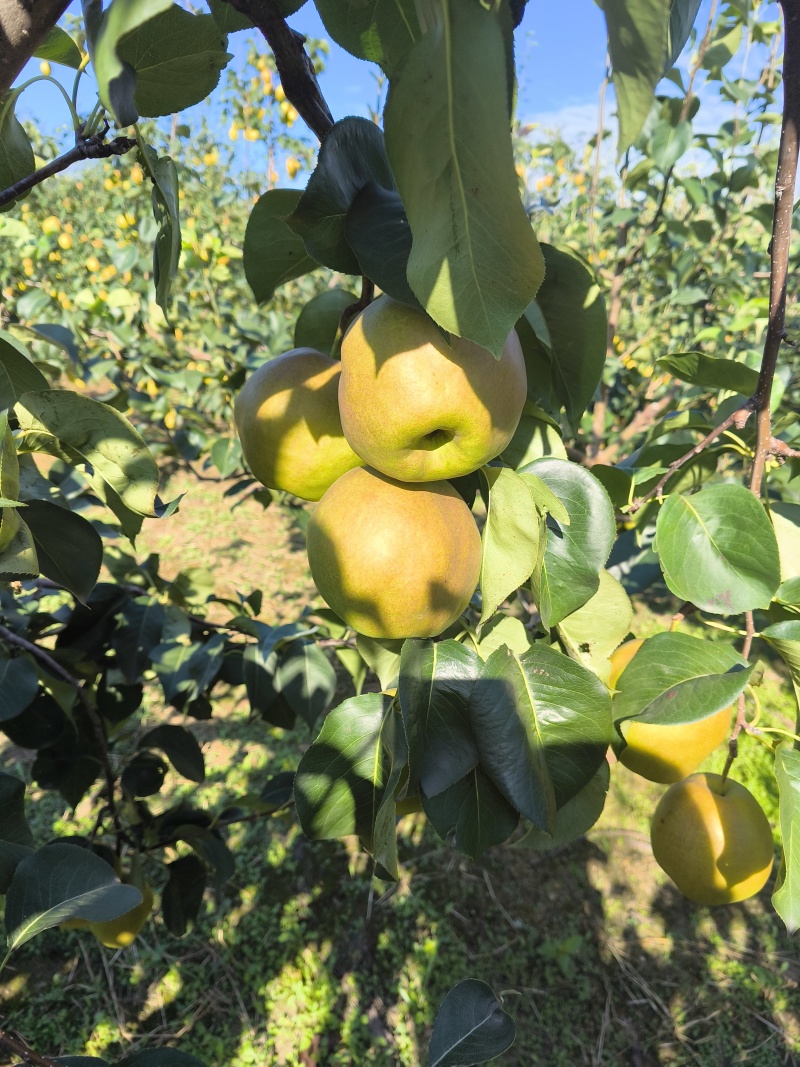 正宗玉露香梨河北香梨口感脆甜无渣大量供应