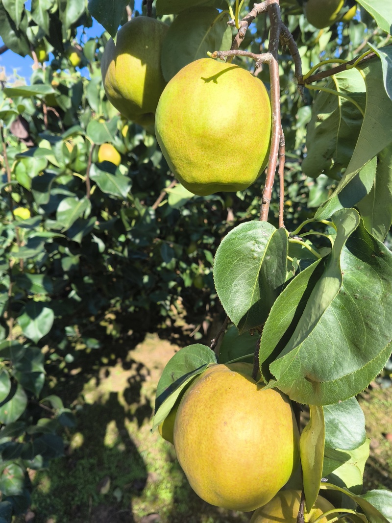 正宗玉露香梨河北香梨口感脆甜无渣大量供应