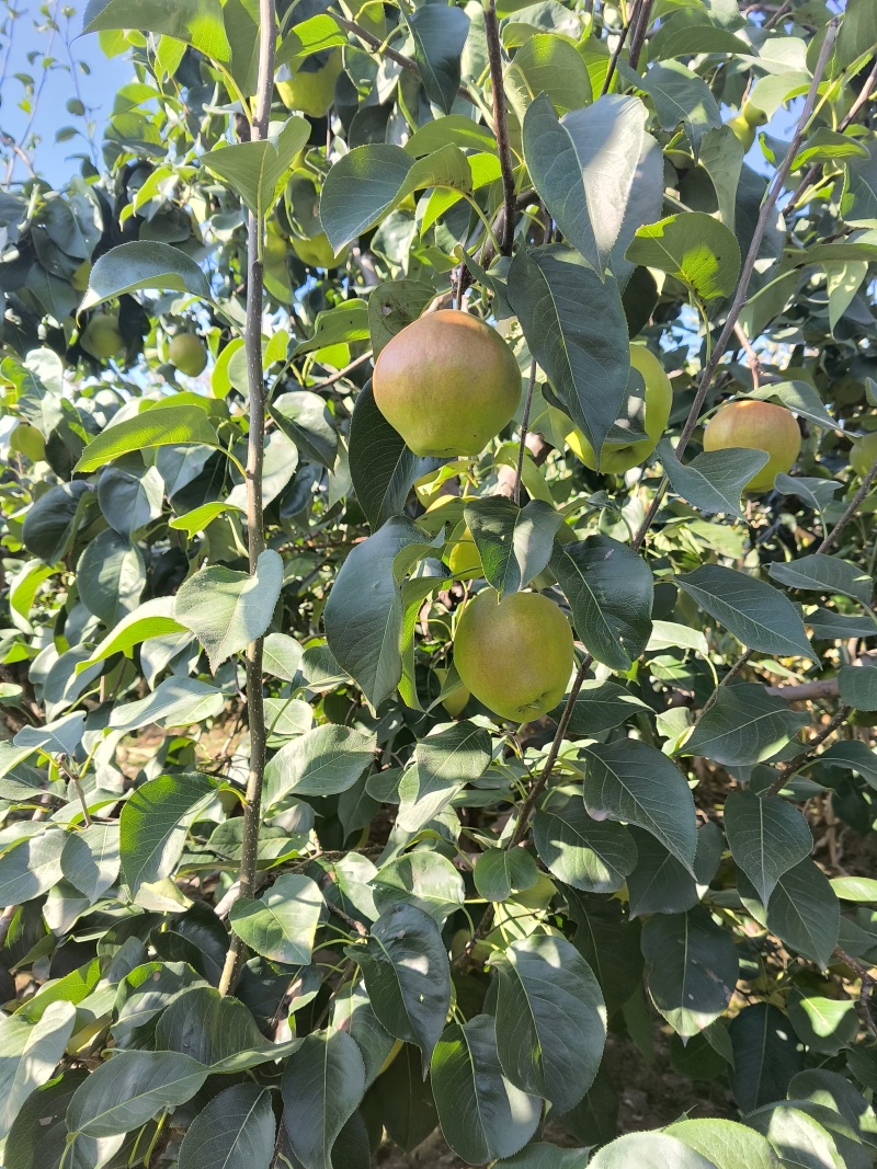 正宗玉露香梨河北香梨口感脆甜无渣大量供应