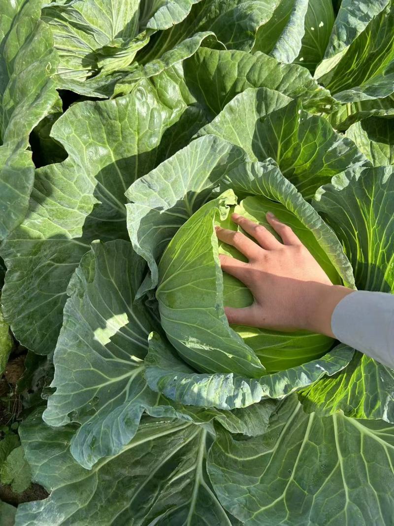 西圆包菜对接加工厂运费自理价格合理发货全国