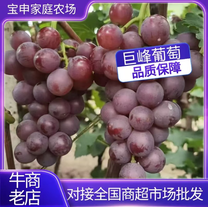 巨峰葡萄河北唐山乐亭县产区直发实力代办欢迎咨询联系