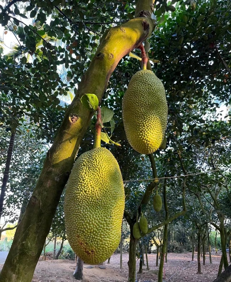 菠萝蜜马来西亚1号菠萝蜜产地直发品质保证提供一条龙服务