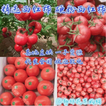 供应优质硬粉西红柿，单果，串果大量供应，质量好，价格优，