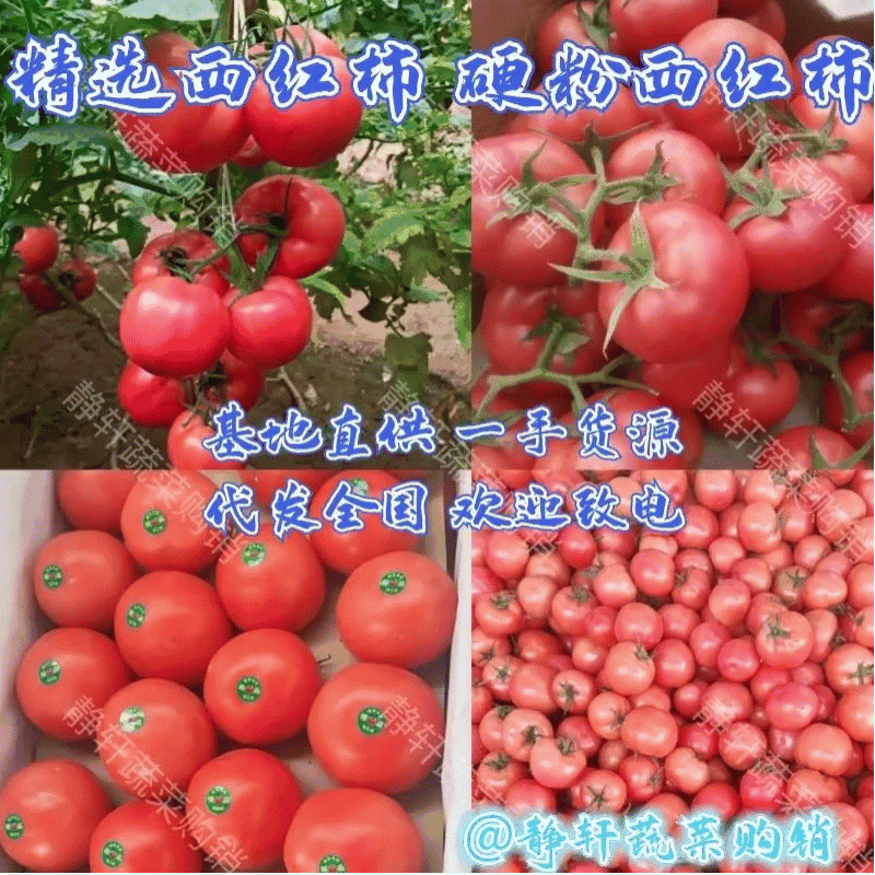 供应优质硬粉西红柿，单果，串果大量供应，质量好，价格优，