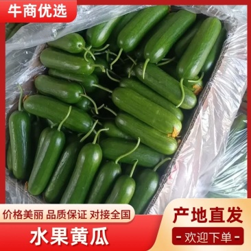 黄瓜水果黄瓜山东黄瓜全年供货，品质保证口感清脆欢迎咨询