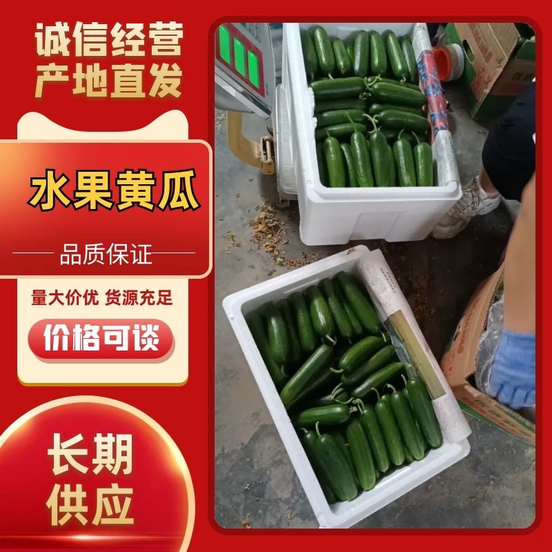 水果黄瓜黄瓜山东黄瓜全年供货，品质保证口感清脆欢迎咨询