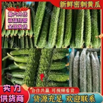 山东黄瓜兰陵密刺黄瓜产地一手货源价格便宜
