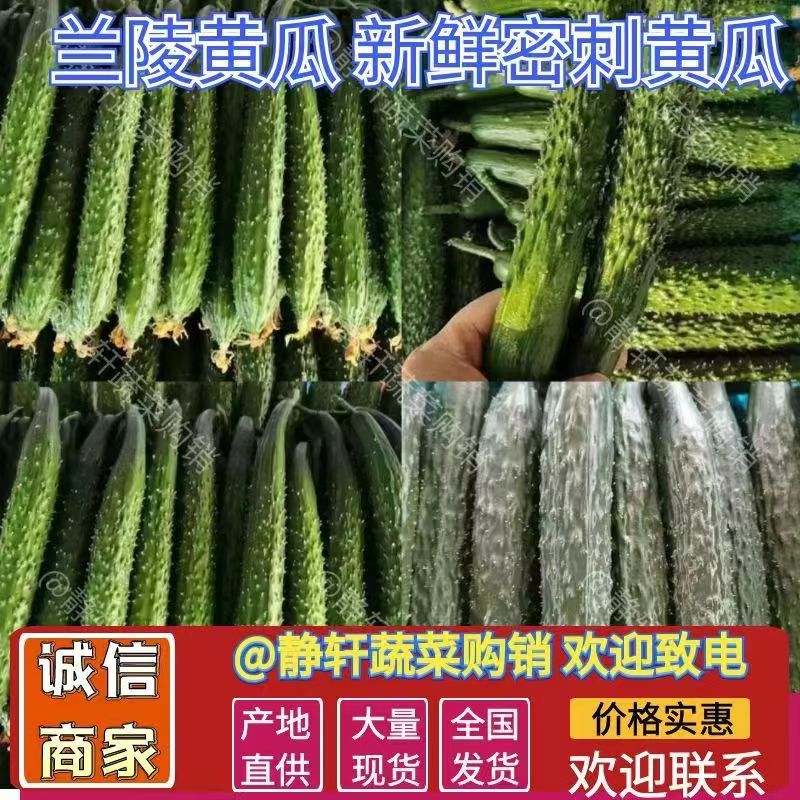 密刺黄瓜大量上市了，价格美丽，品质保证，货源充足。