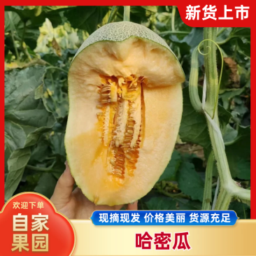 广西北海晓蜜25哈密瓜哈密瓜大量供应全国发货