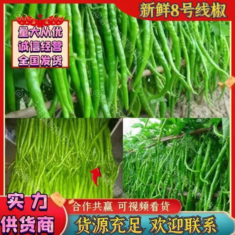 8号线椒大量上市了，价格优惠，产地直销，品质保证。