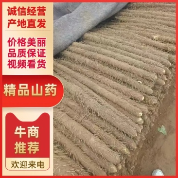 河南精品山药量大从优欢迎联系洽谈合作保质保量
