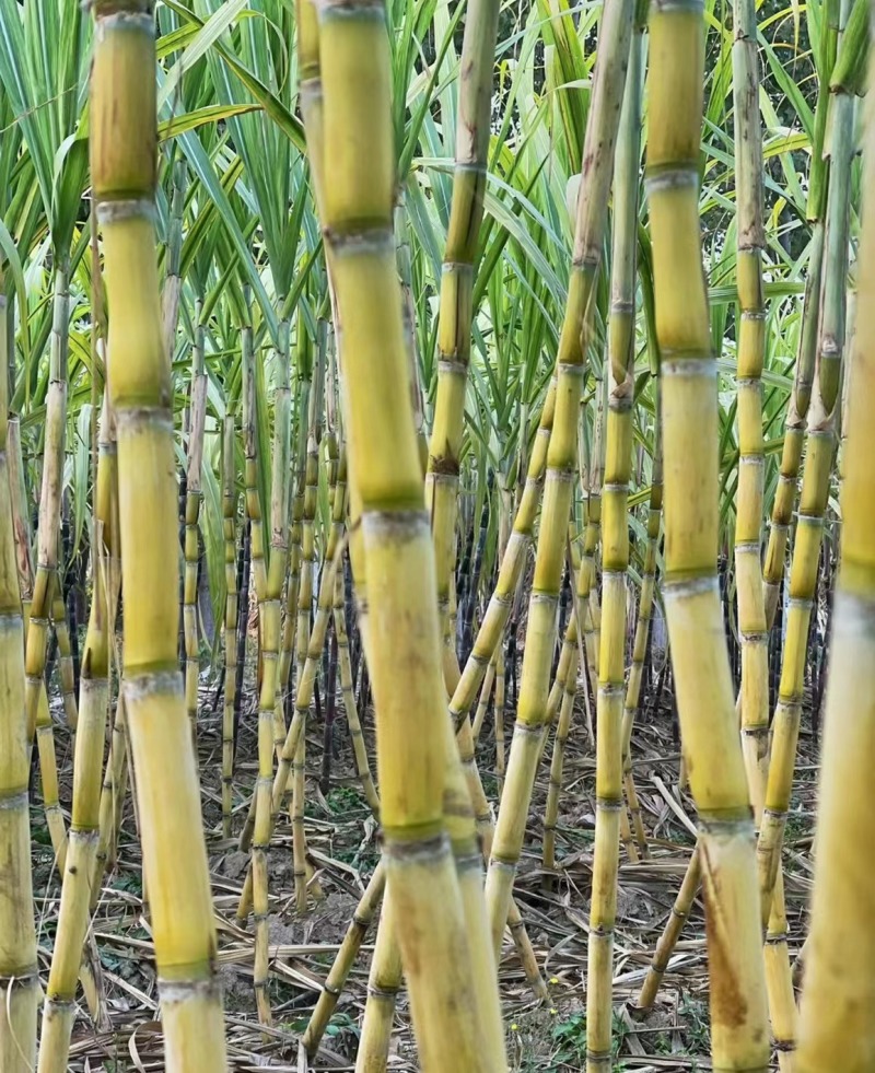 黄皮甘蔗广东甘蔗现砍现发脆甜多汁提供一条龙服务