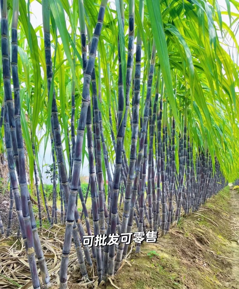 黑皮甘蔗韶关黑皮甘蔗广东甘蔗大量供应品质保证