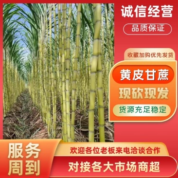 黄皮甘蔗广东甘蔗现砍现发脆甜多汁提供一条龙服务
