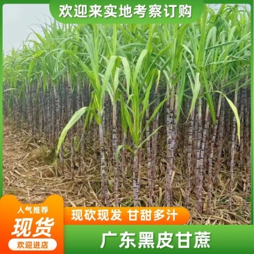 黑皮甘蔗韶关黑皮甘蔗广东甘蔗大量供应品质保证