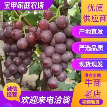 河北巨峰葡萄现摘现发货源充足量大从优可供商超市场批发