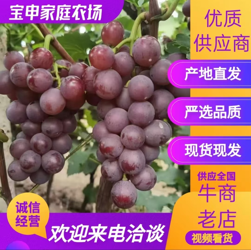 河北巨峰葡萄现摘现发货源充足量大从优可供商超市场批发