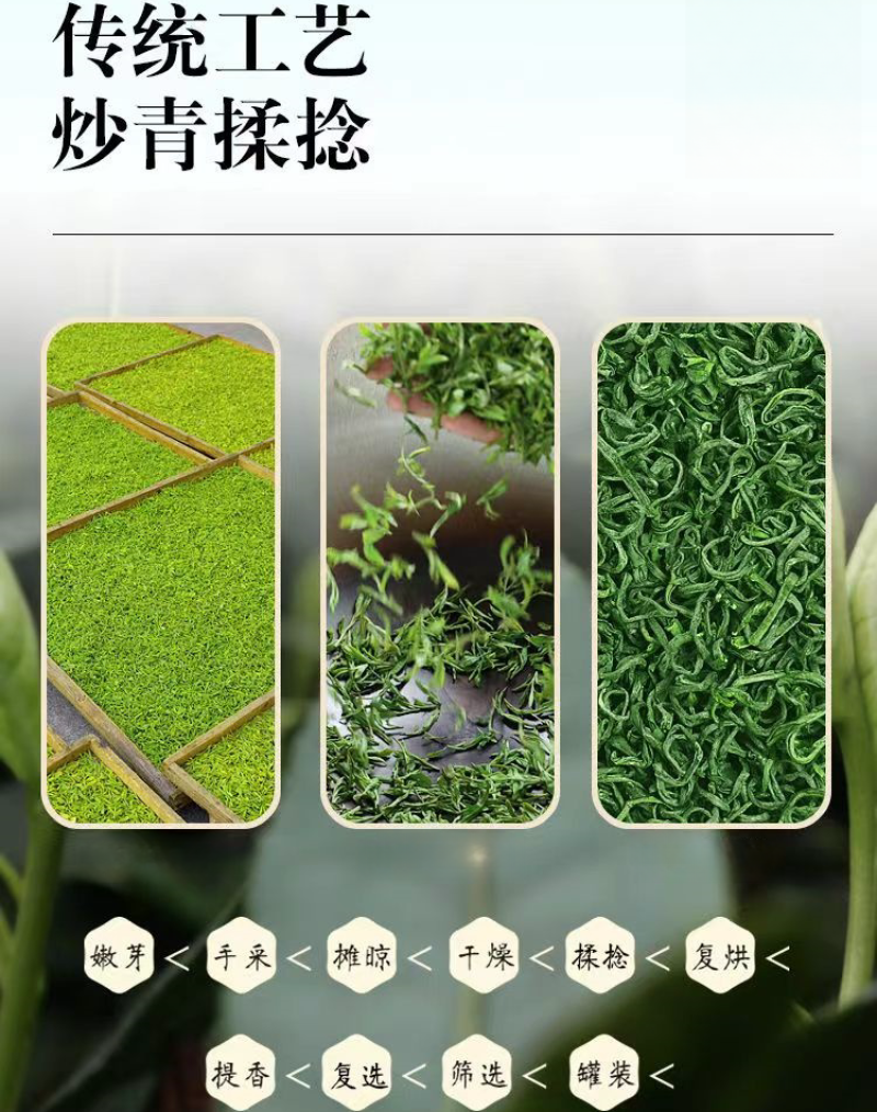 2024新茶云雾高山绿茶炒青香浓绿茶基地供应一手货源