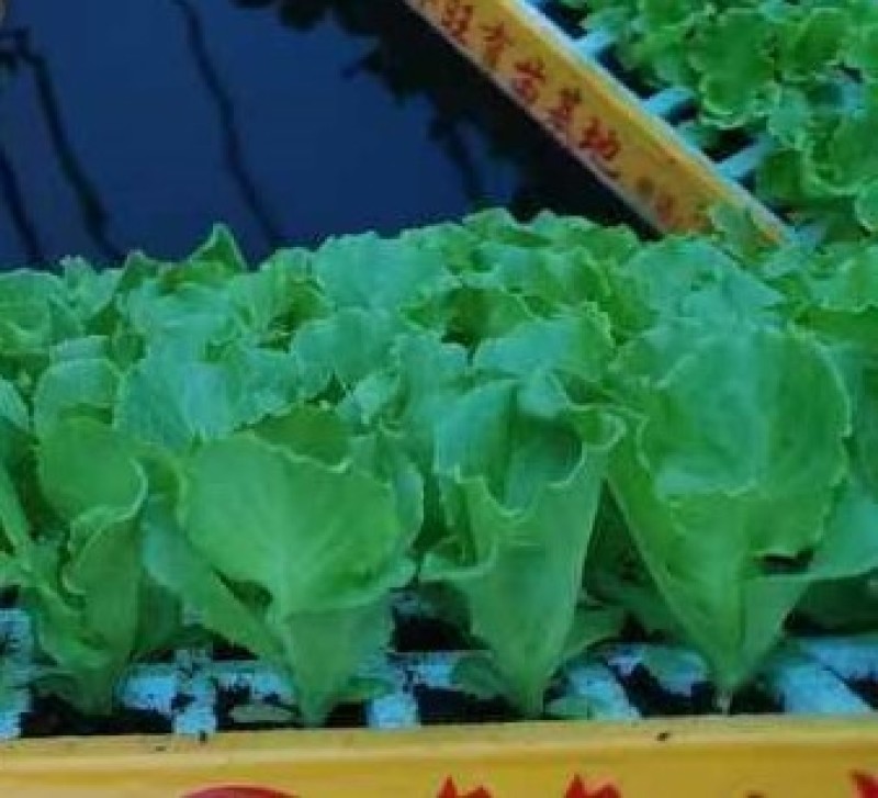 意大利耐抽苔生菜苗存活率高生菜苗基地长期供应生菜苗