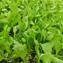 聊城莘县生菜苗球生菜苗基地直发品种齐全技术指导