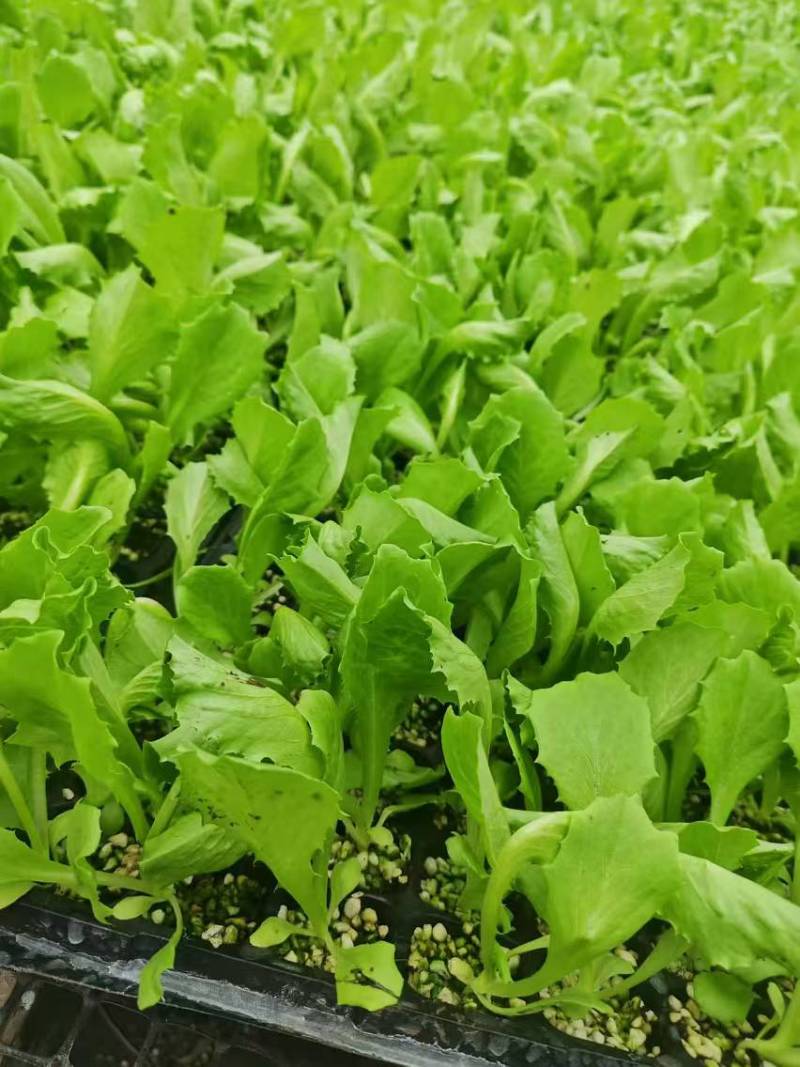 聊城莘县生菜苗球生菜苗基地直发品种齐全技术指导