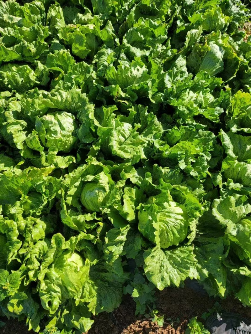 聊城莘县生菜苗球生菜苗基地直发品种齐全技术指导