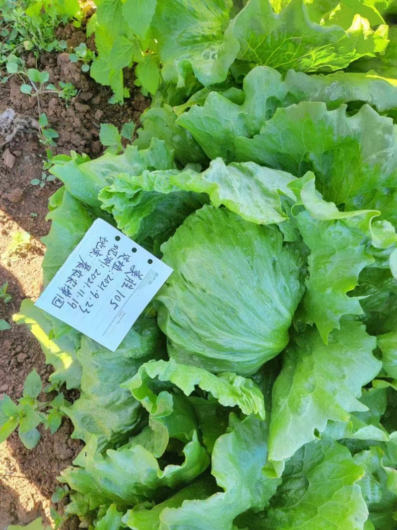 聊城莘县生菜苗球生菜苗基地直发品种齐全技术指导
