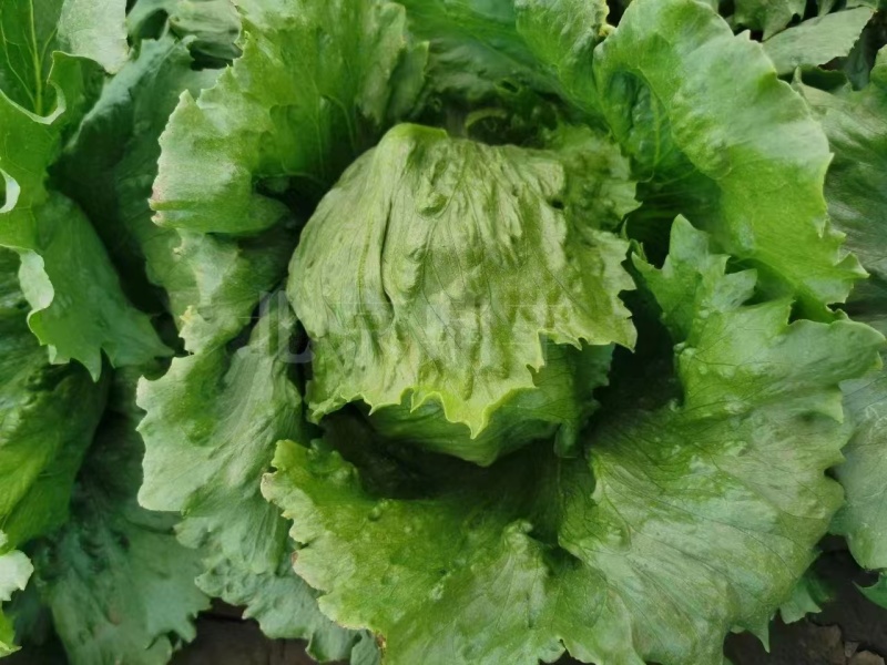聊城莘县生菜苗球生菜苗基地直发品种齐全技术指导