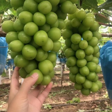精品阳光玫瑰大量上市。质量好，价格低，货源充足，质量保证
