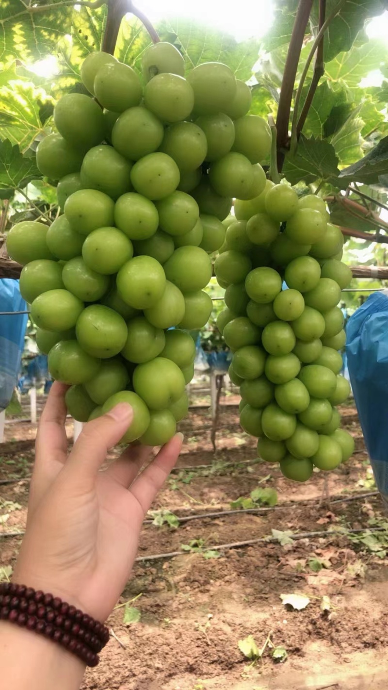 精品阳光玫瑰大量上市。质量好，价格低，货源充足，质量保证