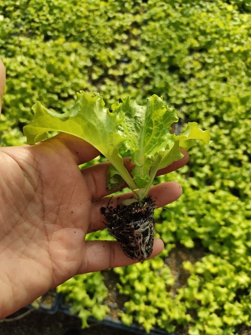 聊城莘县生菜苗球生菜苗基地直发品种齐全技术指导
