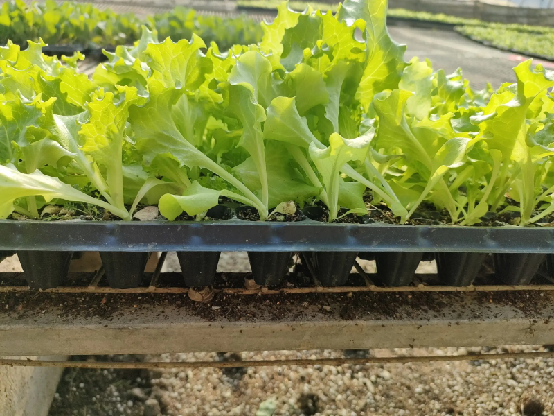 聊城莘县生菜苗球生菜苗基地直发品种齐全技术指导