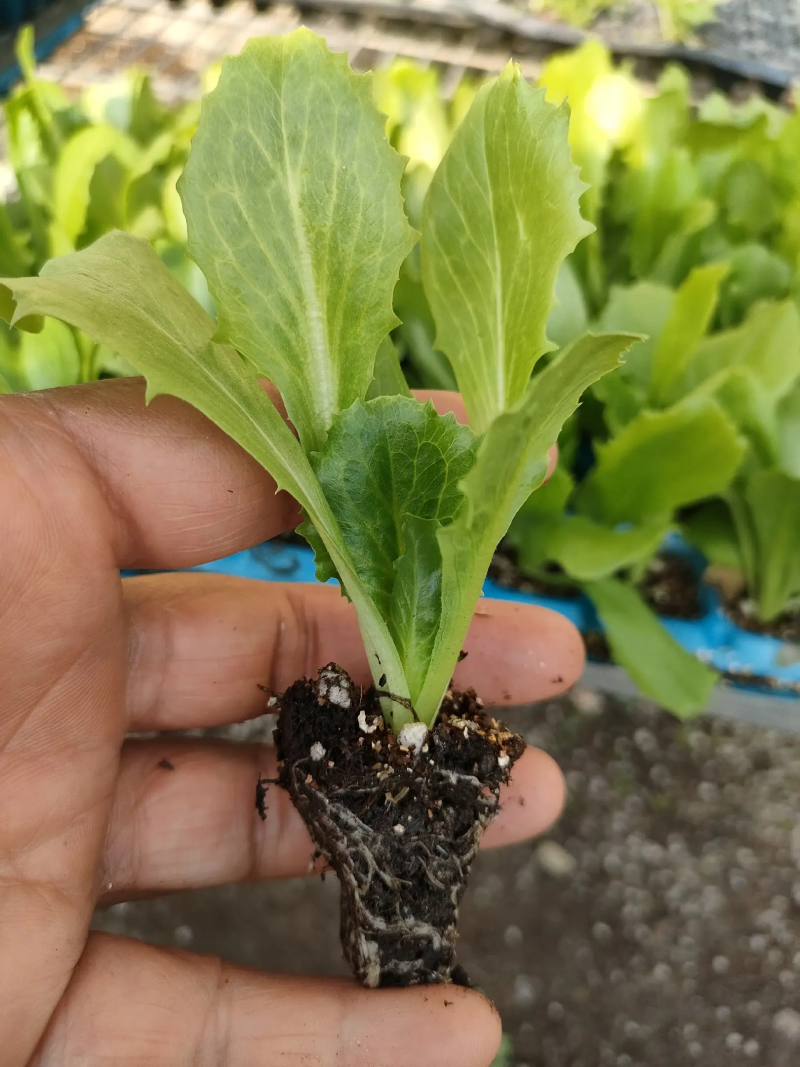 球生菜苗聊城莘县生菜苗基地直发存活率保障技术指导